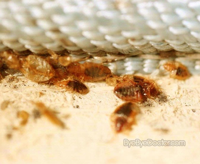 Bed Bug Infestation â€“ Signs, Prevention, Treatment, Pictures